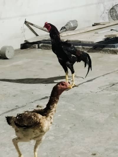 Aseel Shamo, Original pair , Breeder and Perfect for Match.