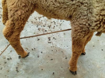 sheep