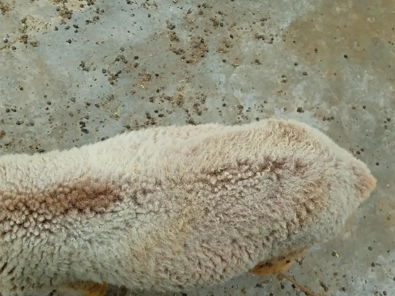 sheep — photo 2