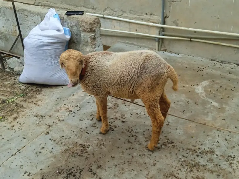 sheep — photo 3