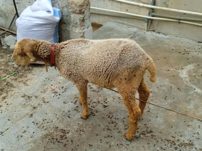 sheep 3