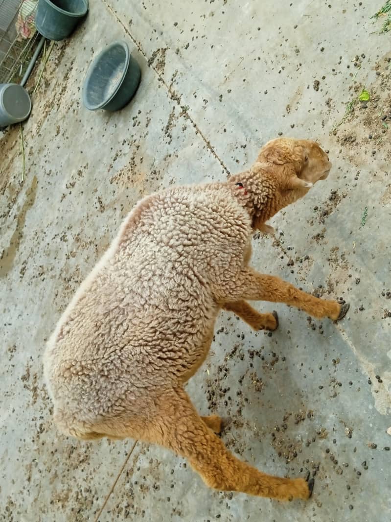 sheep 4