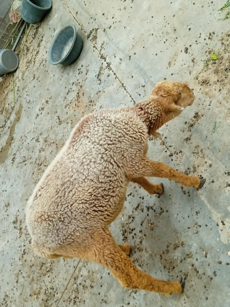 sheep — photo 5