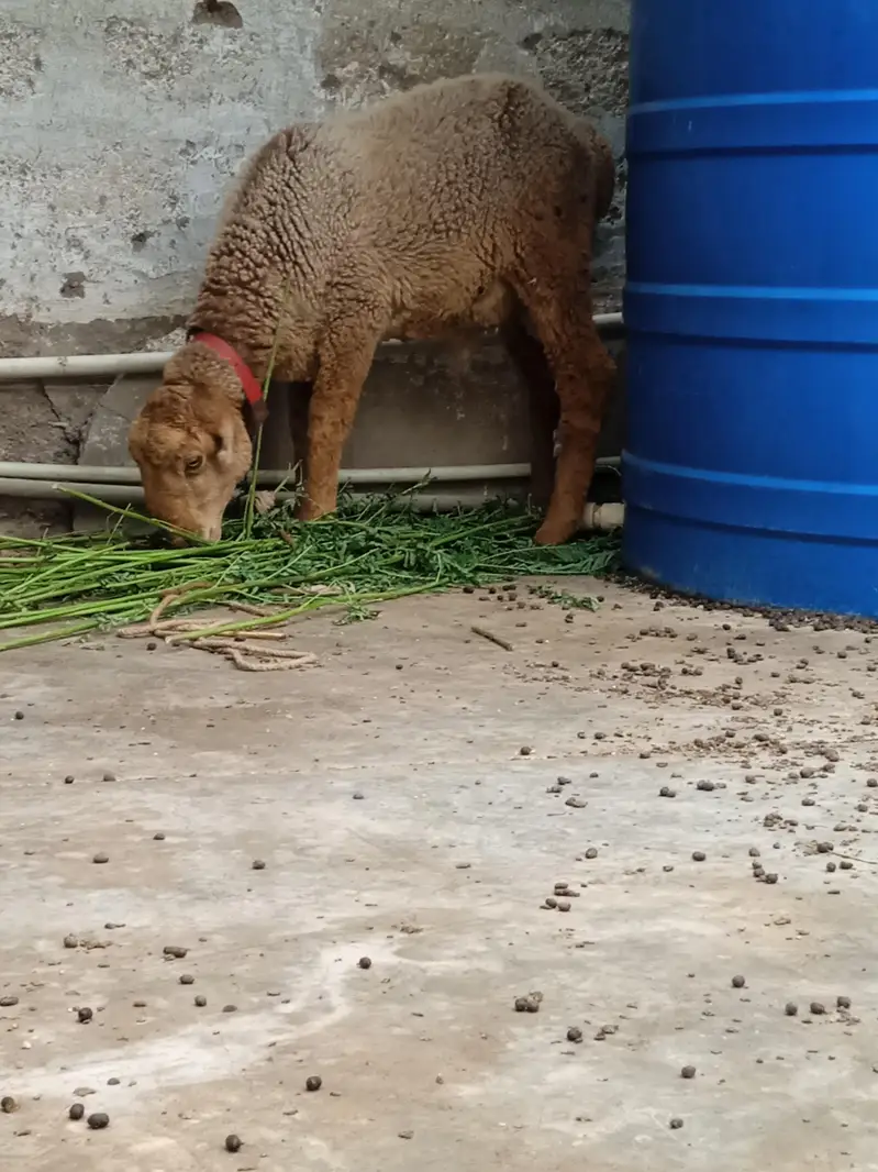 sheep — photo 6