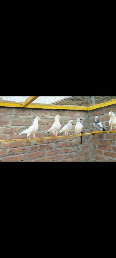 phatty phattiya for sale