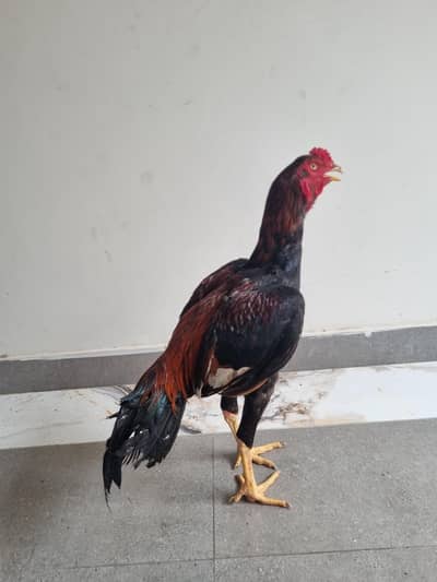 aseel shamo murgha