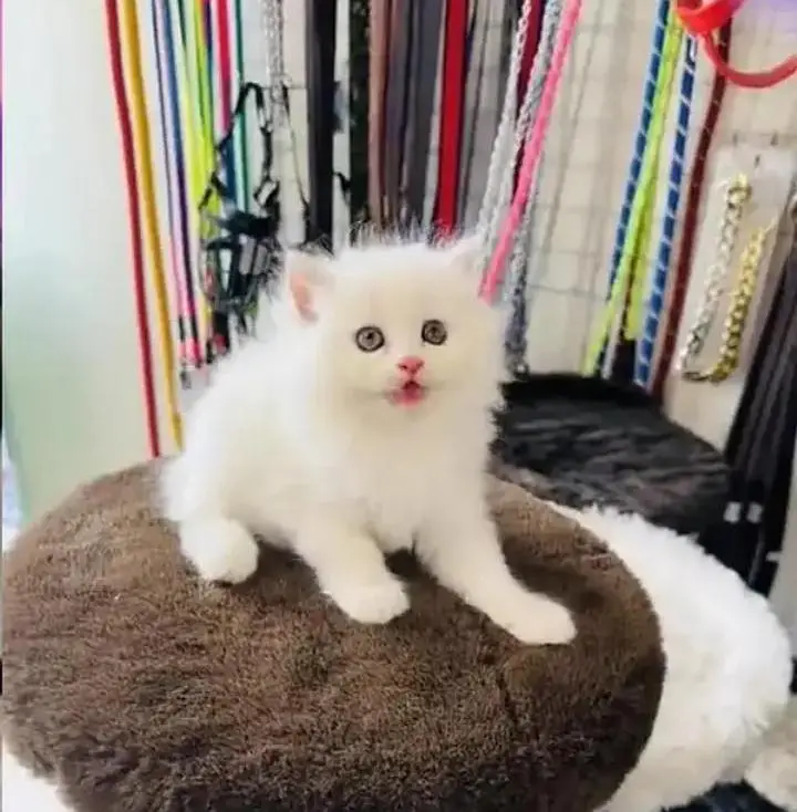 (Persian cat 2 month age for sale all Pakistan delivery available) — photo 3