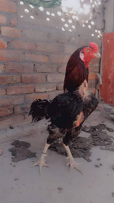 Sindhi Aseel