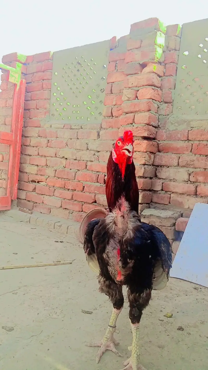 Sindhi Aseel — photo 2