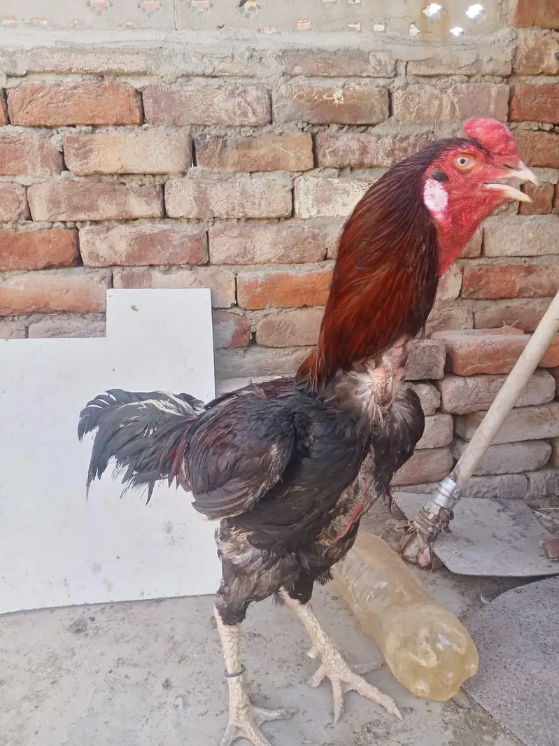 Sindhi Aseel — photo 4