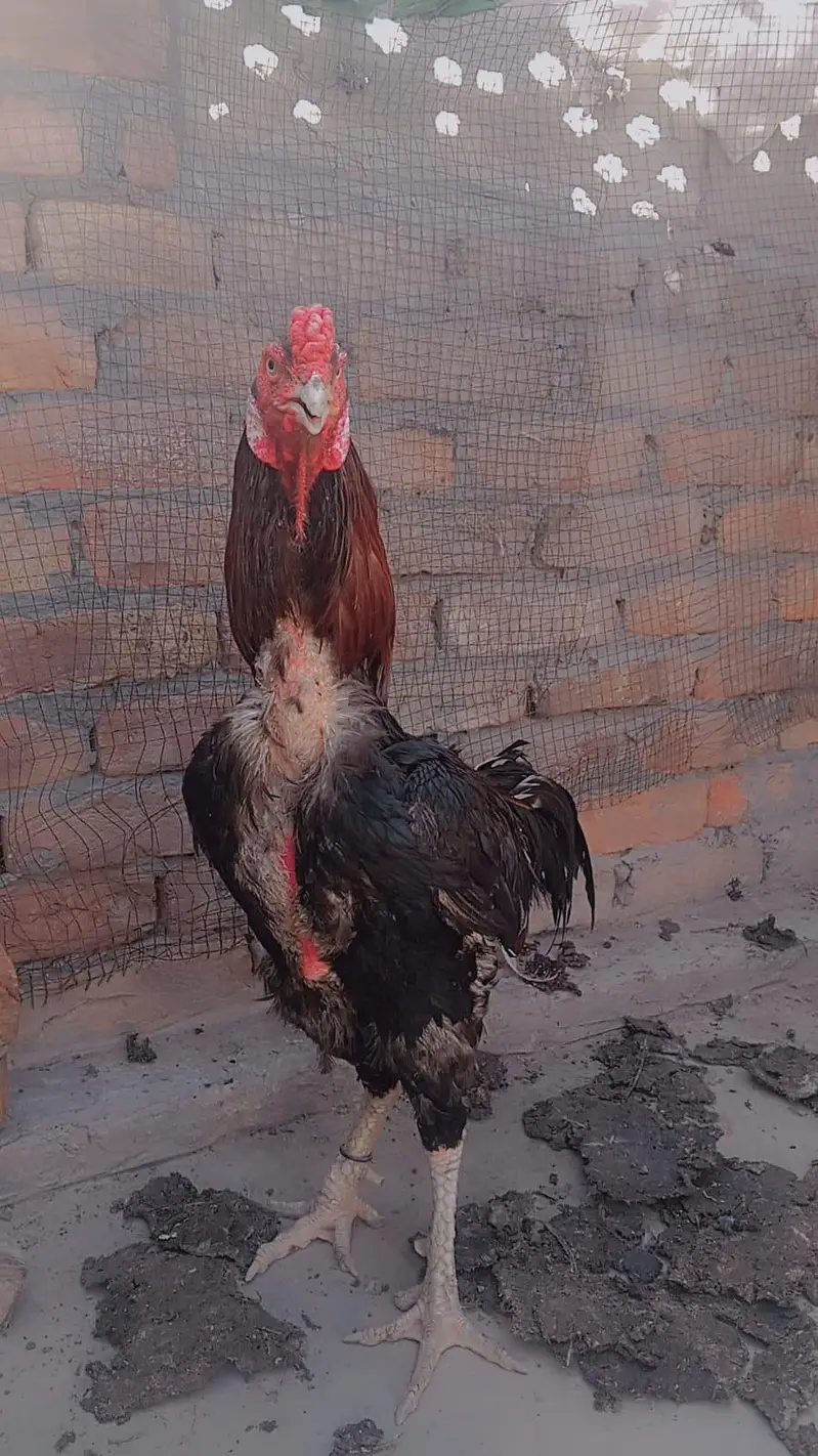 Sindhi Aseel — photo 5