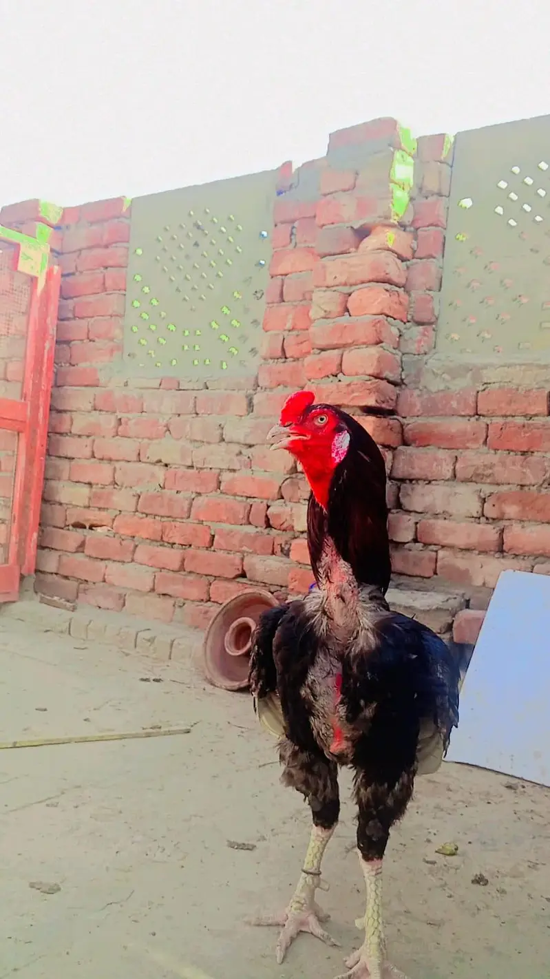Sindhi Aseel — photo 6