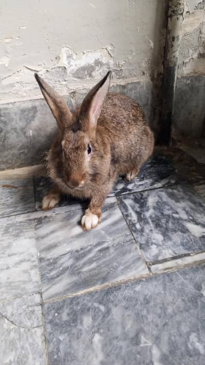 big size junglee rabbits pair urgent for sale