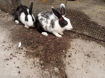 Sale of two male rabbits