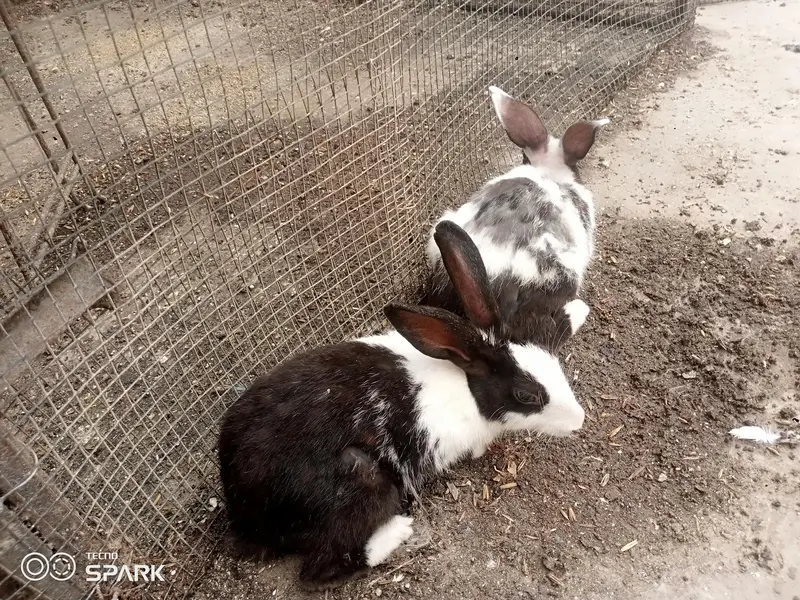 Sale of two male rabbits — photo 2