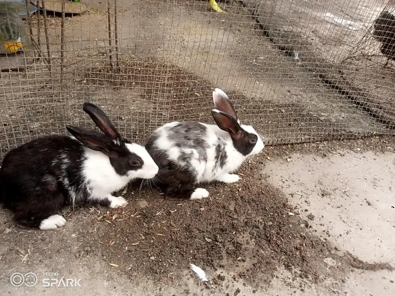 Sale of two male rabbits — photo 3