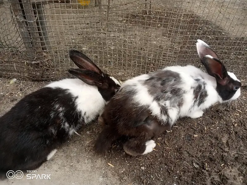 Sale of two male rabbits — photo 4