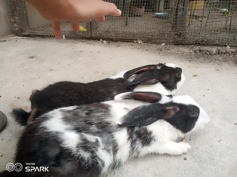 Sale of two male rabbits — photo 5