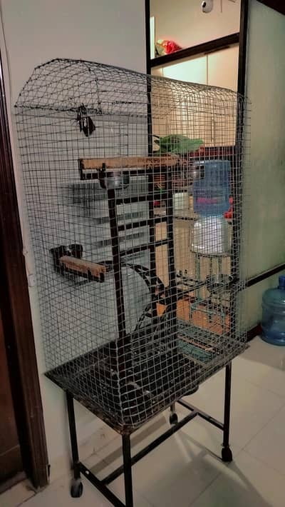 HAND TAME FEMALE WITH STAND CAGE