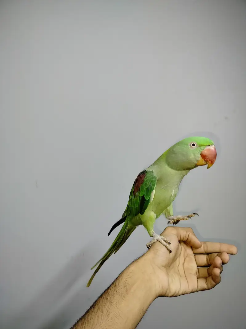 HAND TAME FEMALE WITH STAND CAGE — photo 2