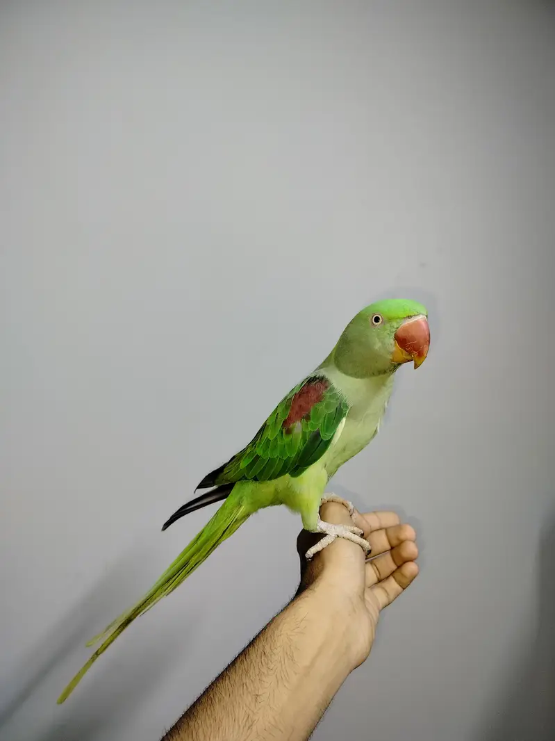 HAND TAME FEMALE WITH STAND CAGE — photo 3