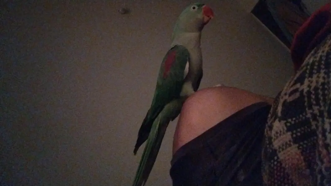 HAND TAME FEMALE WITH STAND CAGE — photo 4
