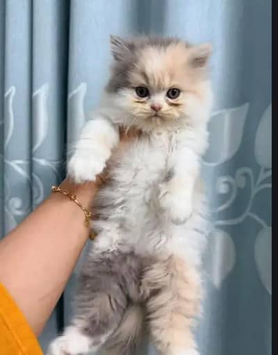 Persian kittens