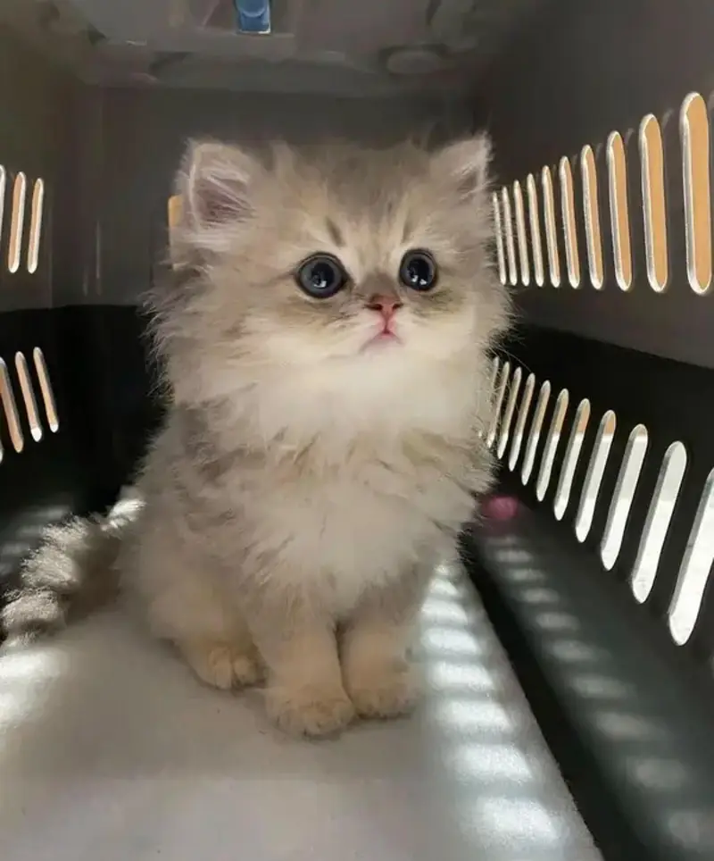 Persian kittens — photo 2