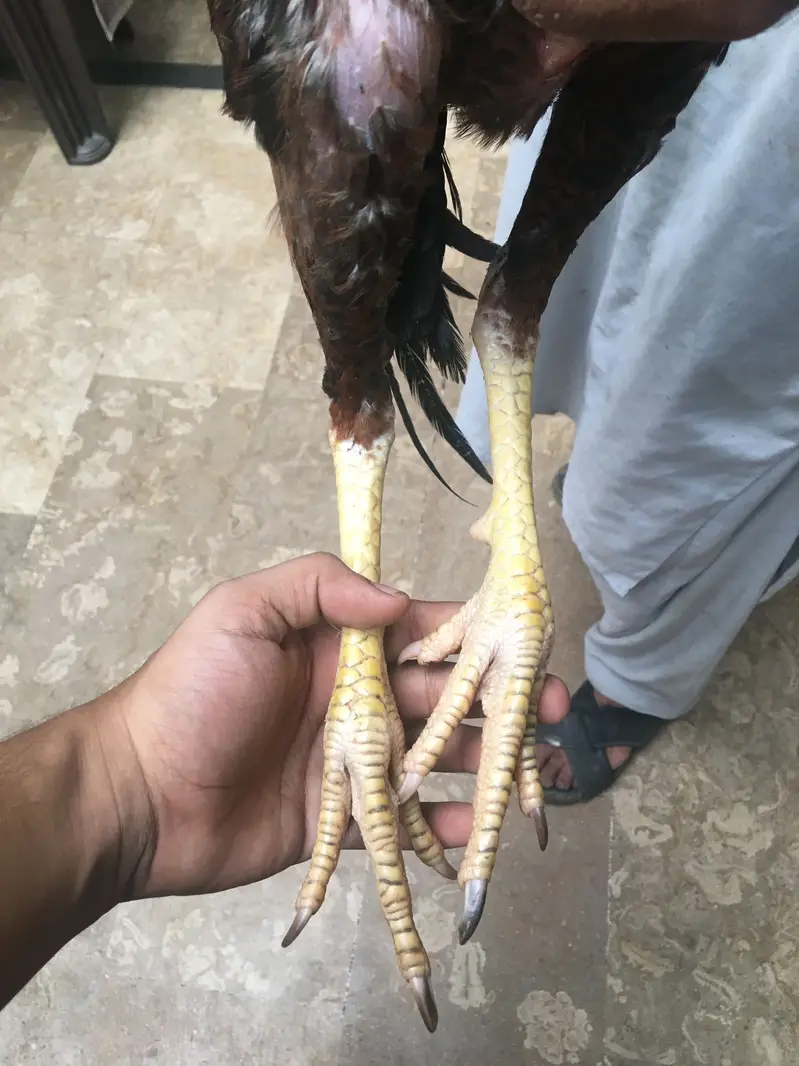 Aseel patha long height — photo 4