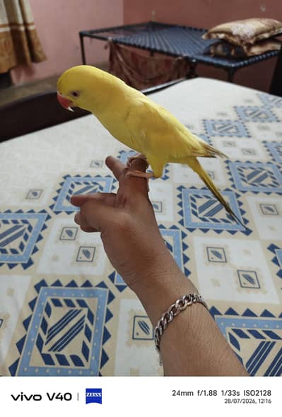 Yellow Ringneck Face to Face Talking