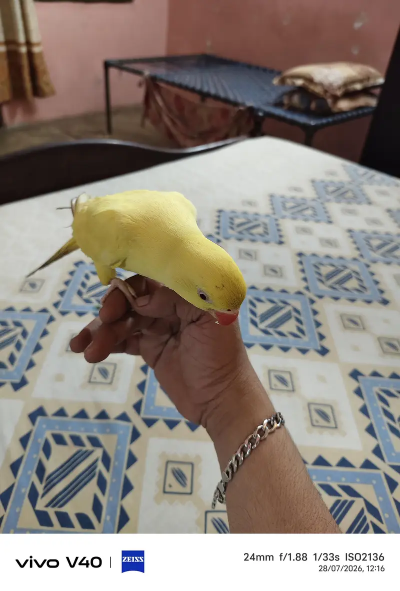 Yellow Ringneck Face to Face Talking — photo 2