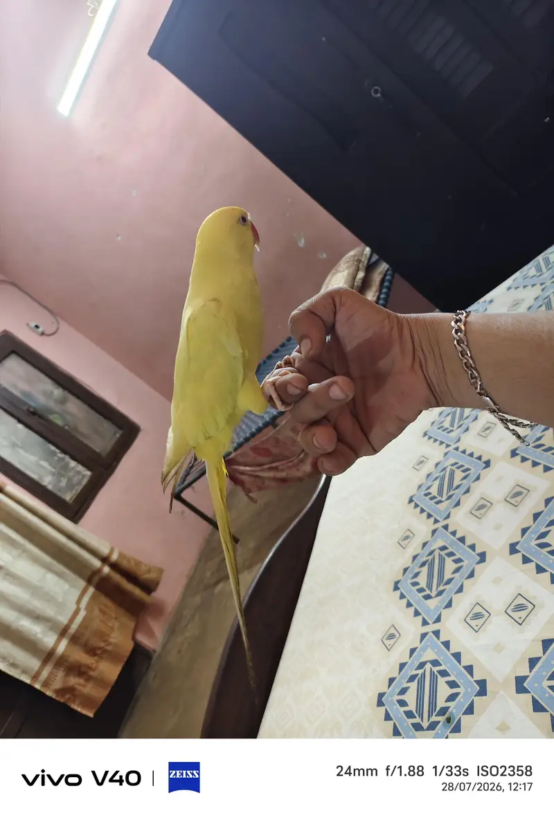 Yellow Ringneck Face to Face Talking — photo 3