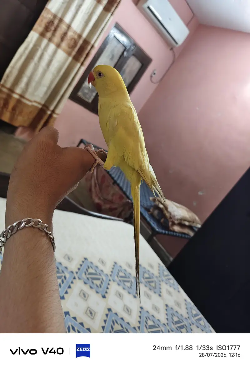 Yellow Ringneck Face to Face Talking — photo 4