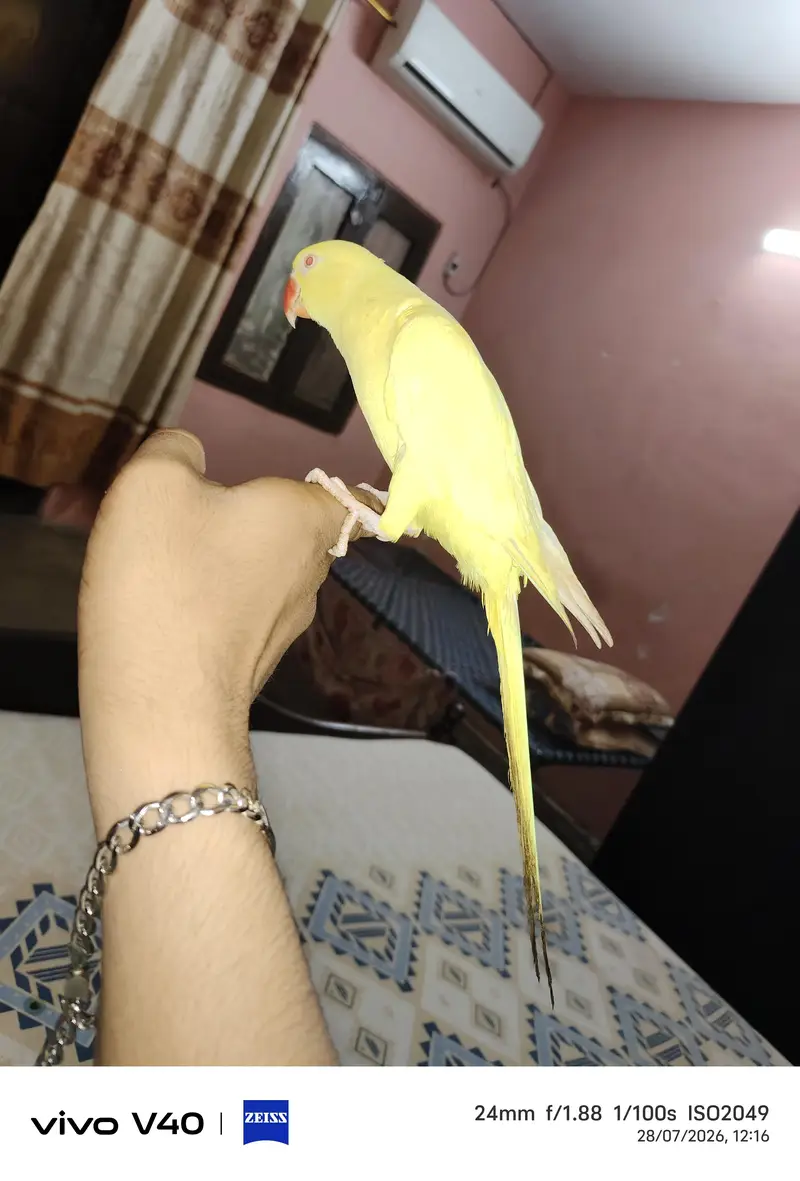 Yellow Ringneck Face to Face Talking — photo 5
