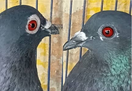 Kabra Male & Black Breeder Pair for Sale