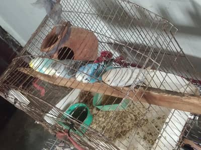  Breeding Budgies Pair for Sale | 2 Times Breed Pair