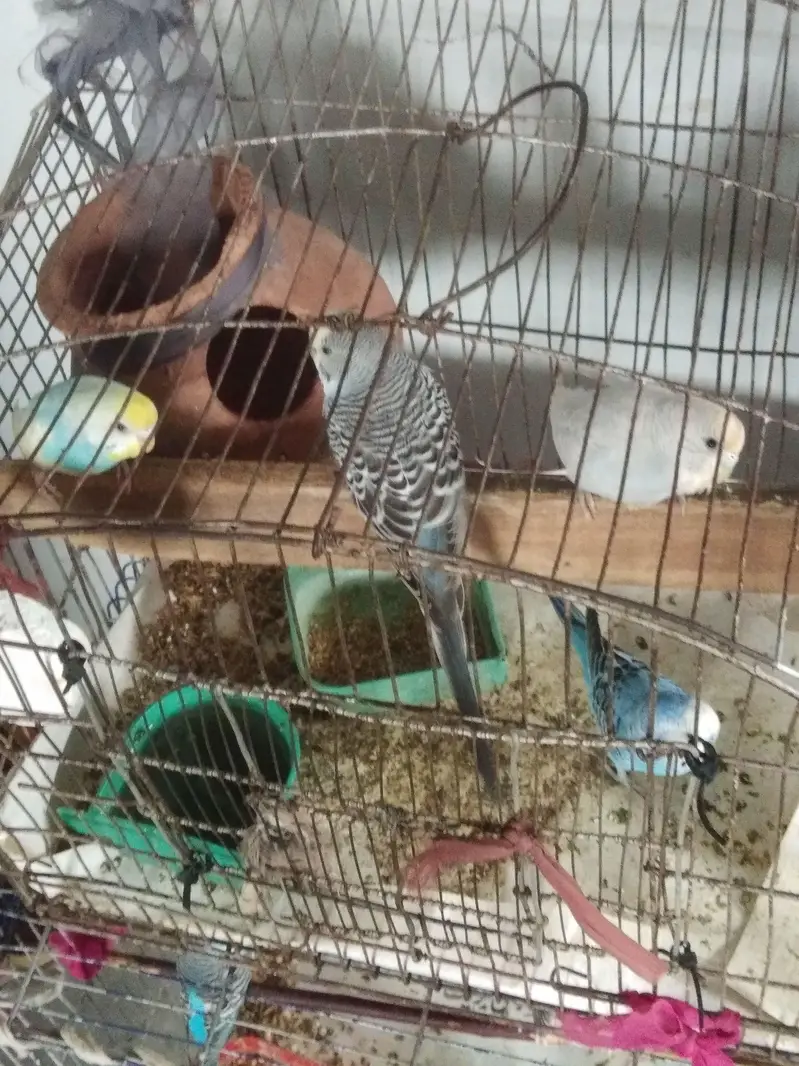  Breeding Budgies Pair for Sale | 2 Times Breed Pair — photo 2