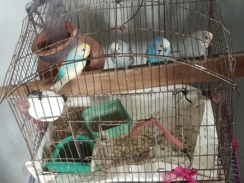  Breeding Budgies Pair for Sale | 2 Times Breed Pair — photo 3