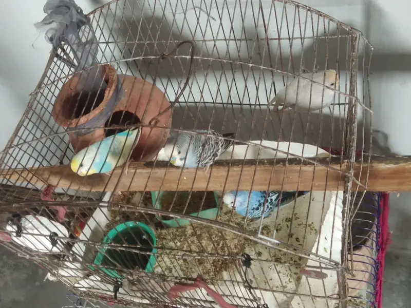  Breeding Budgies Pair for Sale | 2 Times Breed Pair — photo 4