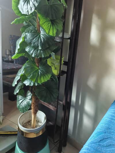 ARTIFICIAL BIG LEAF PLANT with pot FOR SALE