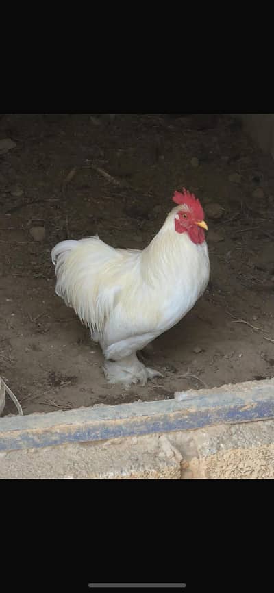 white buntam