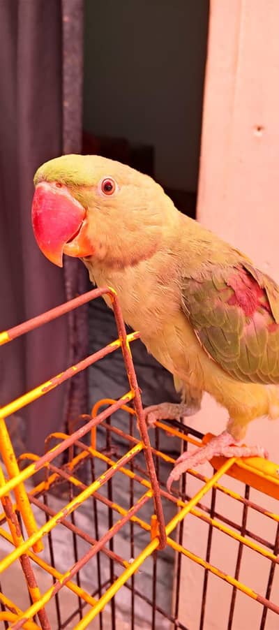 Green parrot for sale