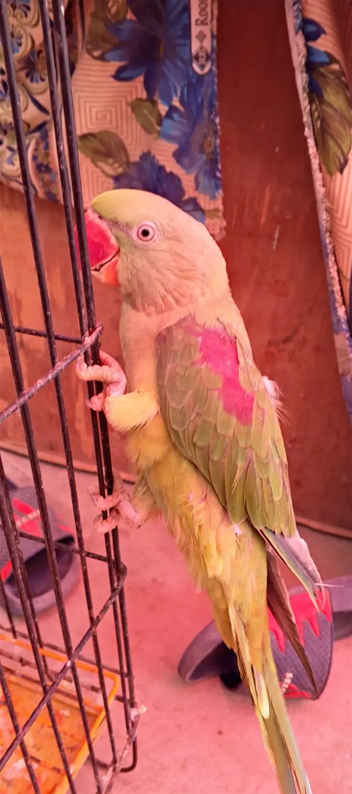 Green parrot for sale — photo 2