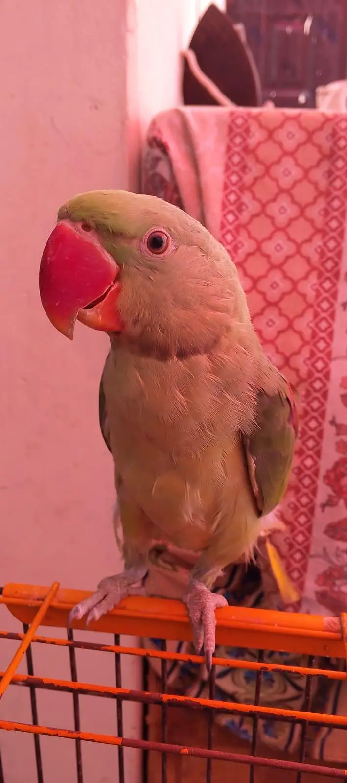 Green parrot for sale — photo 3