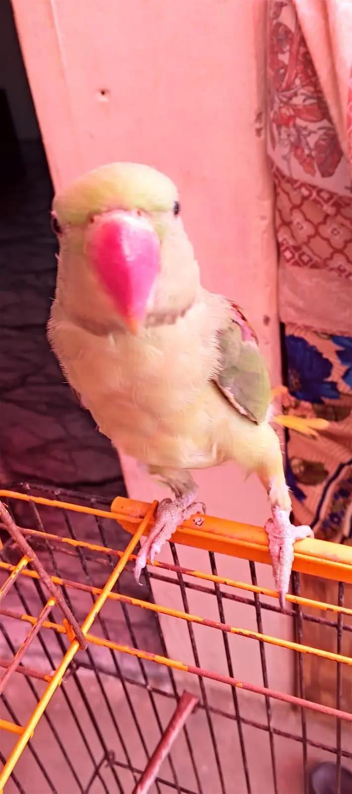 Green parrot for sale — photo 4