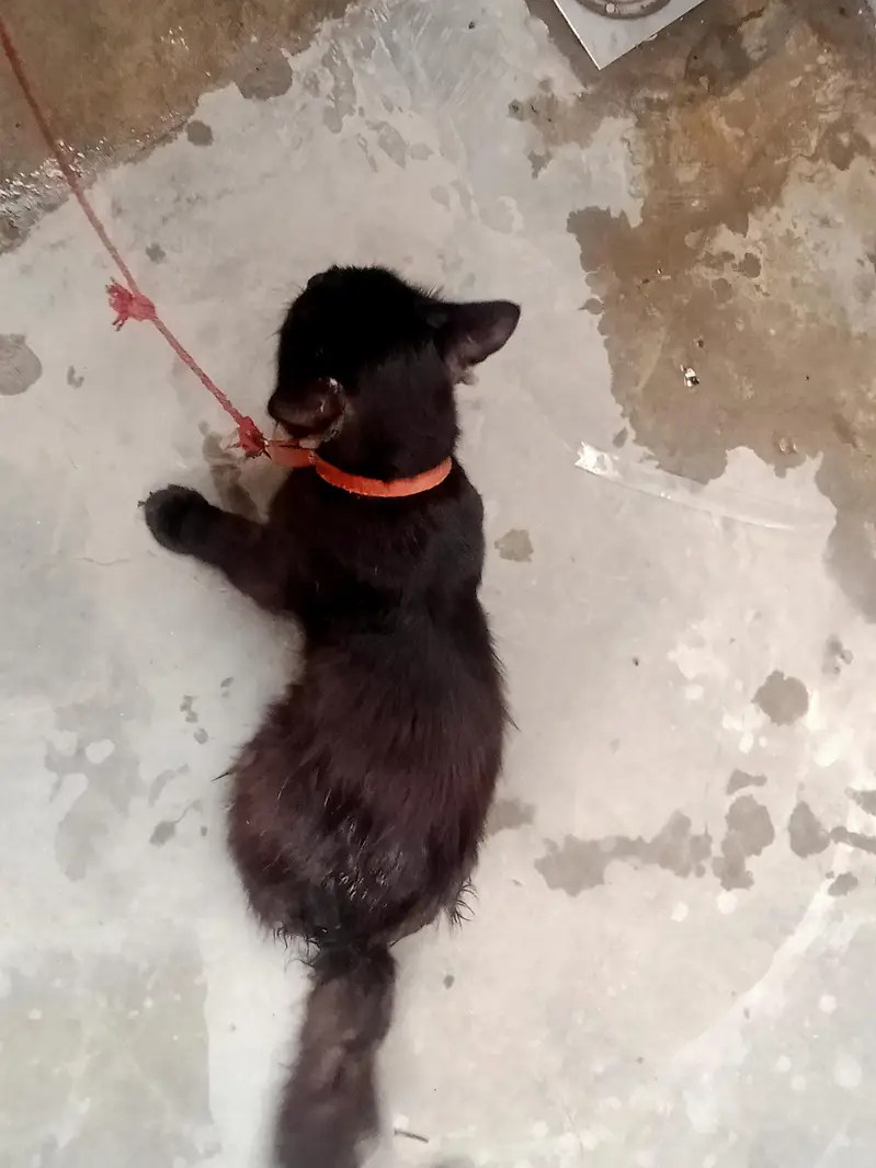 this is a Persian cat — photo 2