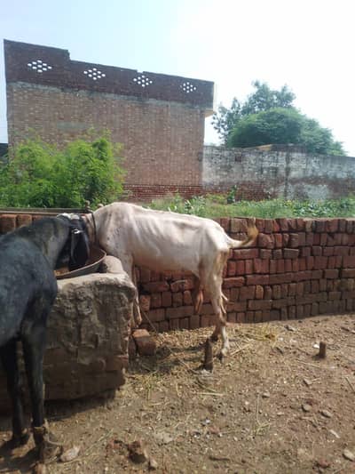 Bakri desi nasal