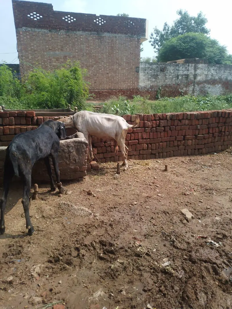Bakri desi nasal — photo 2