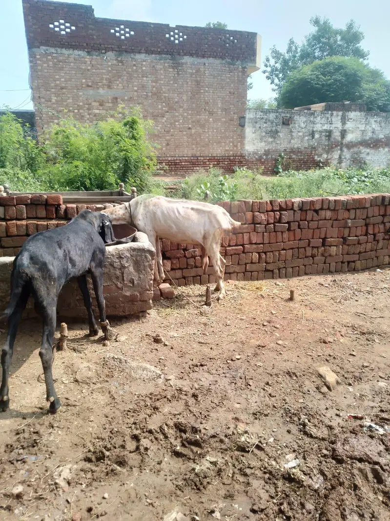 Bakri desi nasal — photo 3