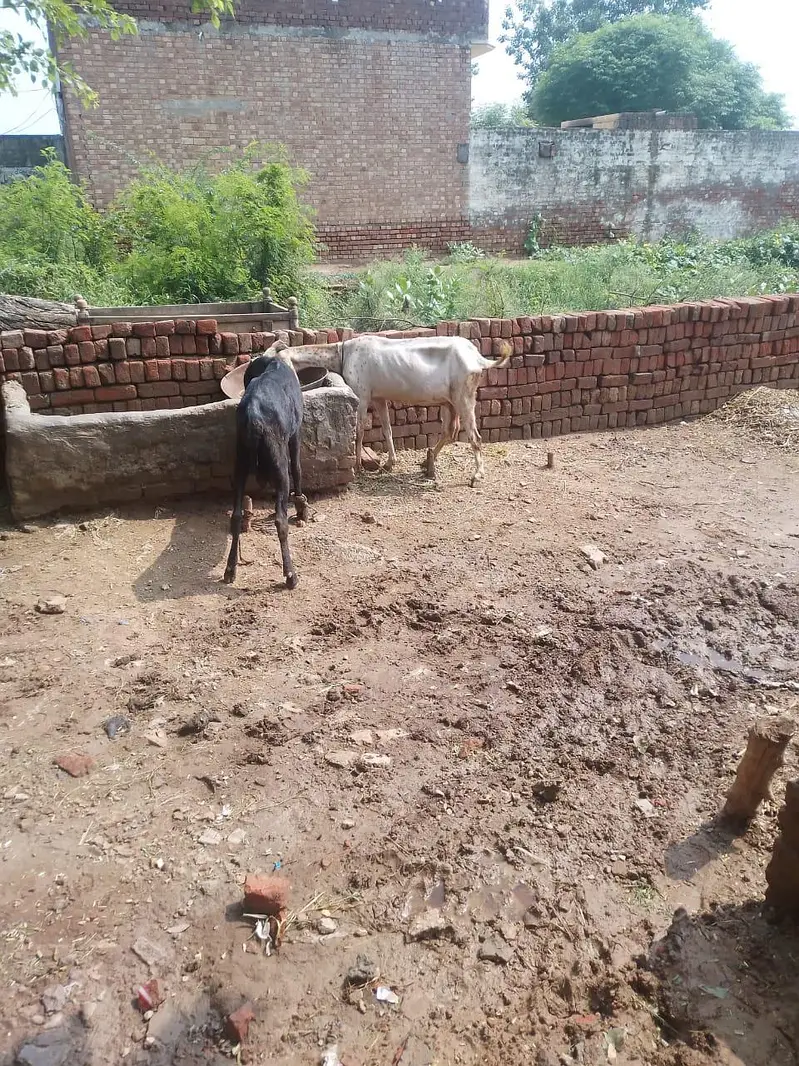 Bakri desi nasal — photo 4
